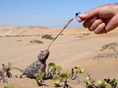 Living Desert Tour